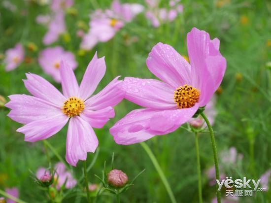 快门速度:1/80s 光圈:F5.6 感光度:ISO 200 焦距:32mm