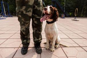 在搜救犬基地,每名训导员都有自己负责的训练犬,而人和狗相互熟悉则至少需要半年的时间