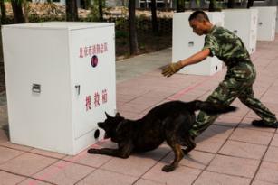 正在进行箱体搜寻训练的搜救犬发现了箱子里的人