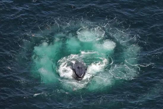 一只座头鲸正在自己制造的泡泡网中心,图源:NOAA