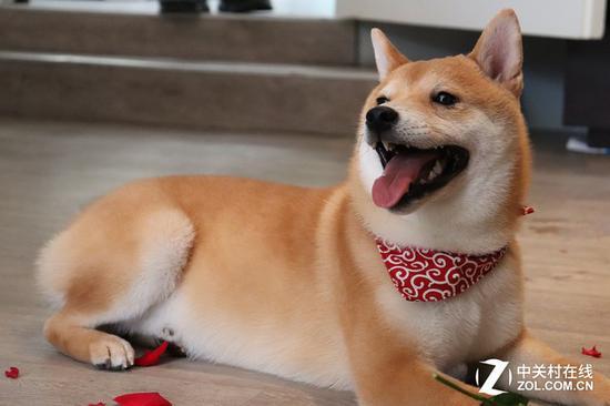 笔者用佳能200D在体验现场抓拍柴犬
