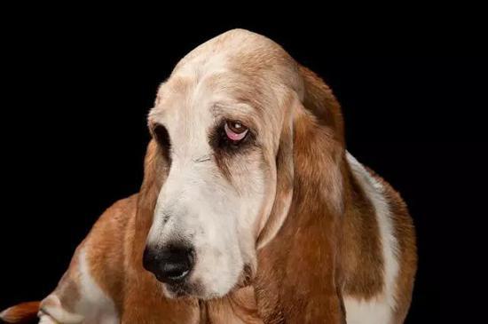 巴吉度猎犬(Basset hound),图源:National Geographic Photo Ark