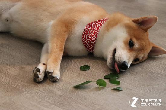 200D配备了全像素双核对焦技术,面对顽皮好动的柴犬也能轻松完成抓拍