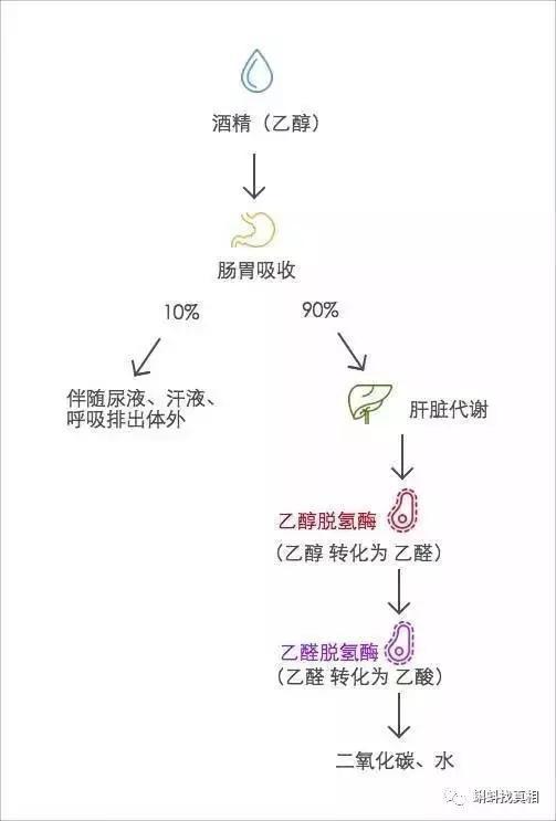 (乙醇在人体内的代谢,图片来源于网络)
