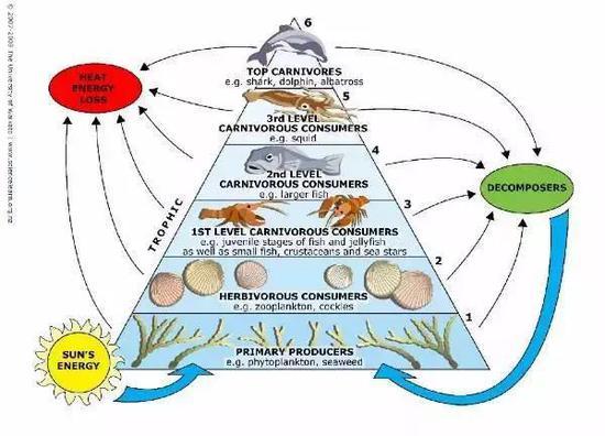 (现代海洋食物链,来源https://www.sciencelearn.org.nz/)