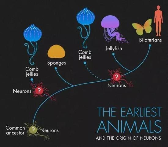 科学家们仍在为栉水母在动物进化树上的正确位置而争论不已。最新的基因研究证据暗示着栉水母的祖先可能是最早脱离其他动物独立发展的。但其他的研究者们仍认为海绵可能才是最早的。科学家们同样在神经元的起源这一问题上持有不同意见。神经元在所有动物的祖先中便已存在吗?还是它们一度在栉水母中演变出来,又在水母与两侧对称动物(Bilateria)的祖先中再次出现?Olena Shmahalo / Quanta杂志