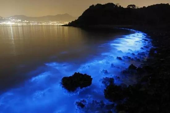 海洋中发光的生物有很多,图为2015年1月22日在香港拍摄到的夜光藻(Noctiluca scintillans),这种藻类之所以能发光,是因为其体内数以千计的球状胞器中,具有萤光素-萤光素酶,这些胞器就像微型的电源供应器,让夜光藻在感受到周遭环境的变化时发出萤光。图源:The Atlantic