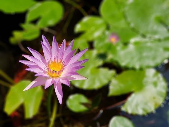 三星Note8官方拍摄样张 花蕊微距