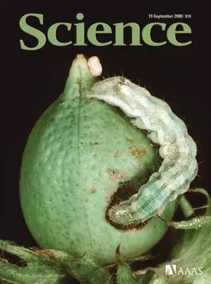 中国抗虫棉的研究,登上2008年9月19日的《科学》杂志封面