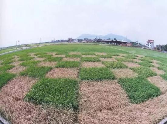 抗虫水稻(绿色)与普通水稻(黄色),在面对虫害面前,生长情况截然不同