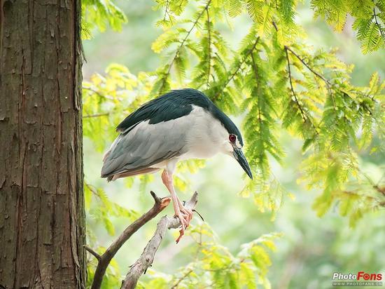 焦距:300mm ISO:2500 光圈:F5.6 快门:1/640s