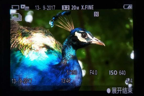 约235万像素的XGA OLED Tru-Finder电子取景器显示效果非常惊艳