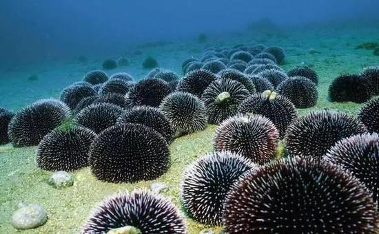 海胆(Echinoidea)