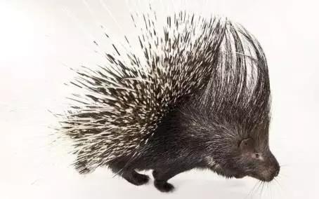 豪猪(Hystricidae,旧大陆豪猪)