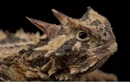 角蜥(Phrynosoma coronatum Blainvile)