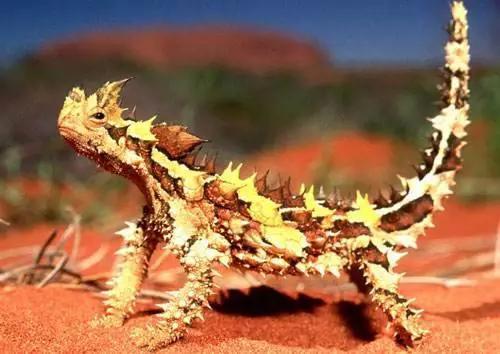 棘蜥(Moloch horridus)