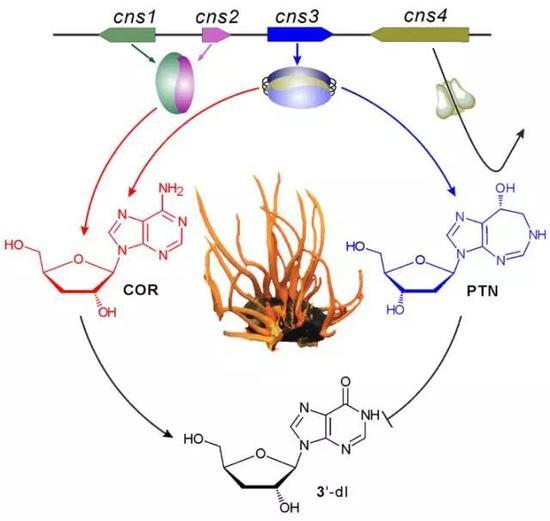 蛹虫草中的基因簇同时合成虫草素(Cordycepin, COR)和喷司他丁Pentostatin, PTN), 后者可以抑制虫草素降解为3‘-脱氧肌苷 (3’-deoxyinosine,3‘-dI )。