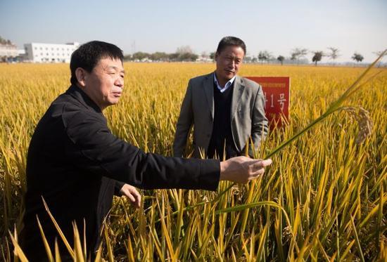 10月31日,在江苏省沭阳县青伊湖农场,中科院遗传与发育生物学研究所李家洋院士(左)、刘贵富副研究员(右)等在查看嘉优中科1号水稻生长情况。 新华社记者金立旺摄