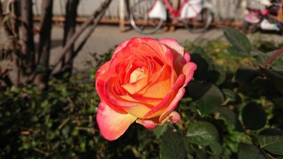 索尼XZ1样张