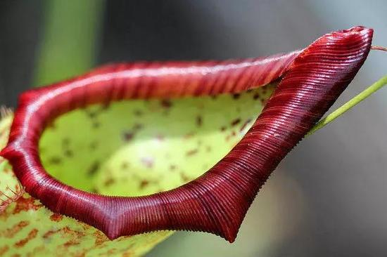 大猪笼草(Nepenthes maxima),一种吃昆虫的食肉植物。图源:LadydragonflyCC/Flickr