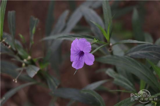 曝光:Manual 光圈:F5.6 快门:1/200 sec ISO:800 相机: 佳能 EOS 77D