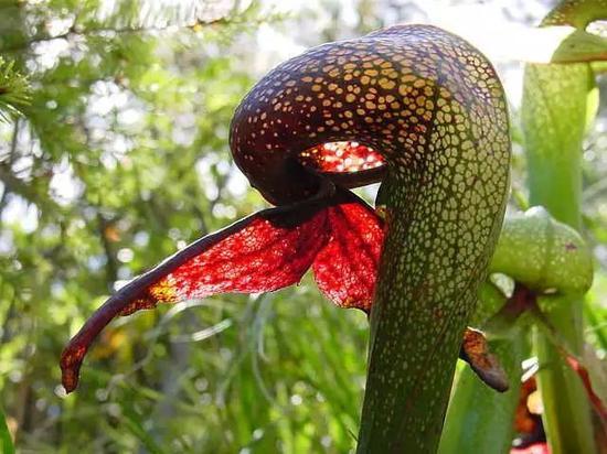眼镜蛇瓶子草(Darlingtonia californica),另一种真实存在的食肉植物。图源:NoahElhardt/Wikimedia