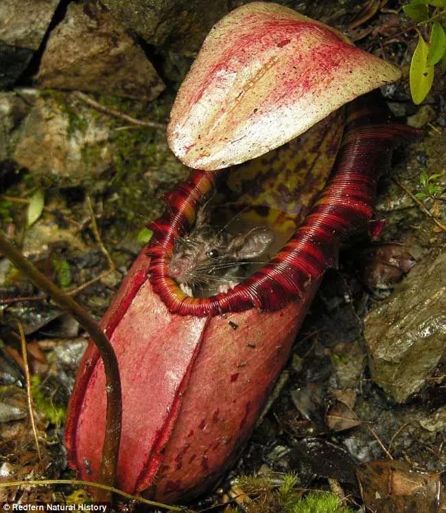 马来王猪笼草(Nepenthes Rajah),一种体型较大的猪笼草类植物。图源:Wikimedia