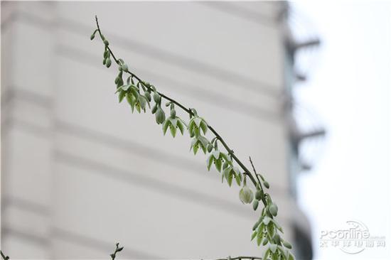 曝光:Manual 光圈:F5.6 快门:1/160 sec ISO:100 相机: 佳能 EOS 77D