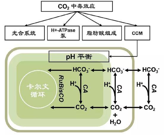 CCM机制图 (图片来源:中科院青岛生物能源与过程研究所单细胞中心)