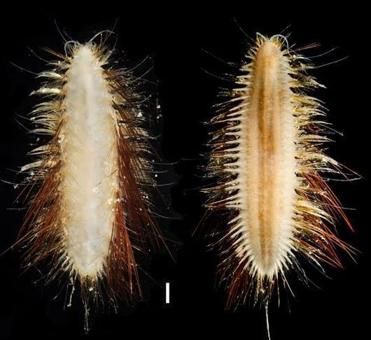 海洋所镖毛鳞虫(新种) Laetmonice iocasica sp。 nov