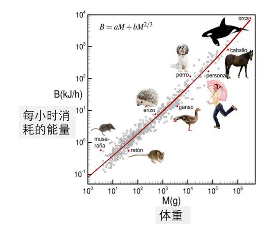 修正后的克莱伯定律(注意坐标是指数)来源:https://medicalxpress.com/news/2018-02-base-metabolism-varies-mass.html