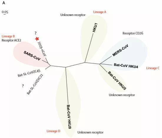 图3:不同β-冠状病毒受体结合区的系统发育分析。红色五角星突出显示了2019-nCoV,?意味着病毒使用的受体仍然未知