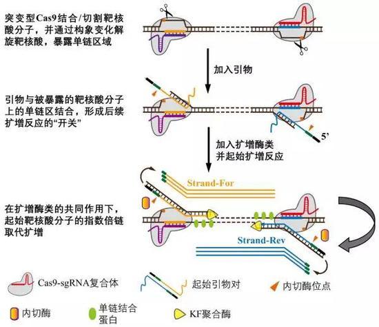 CRISDA技术作用机理简图。(图片来源:研究团队)