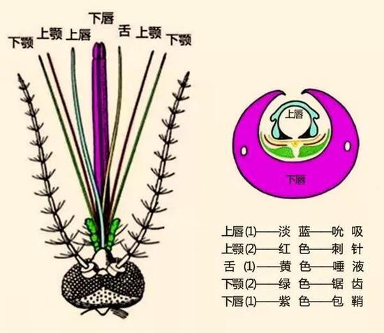 蚊子口器的结构示意图(图片来自网络)