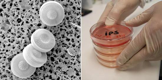 还原度相当之高。左图:Sunlin Hu and Chao Liu / diatoms.org;右图:CSIRO / wiki commons