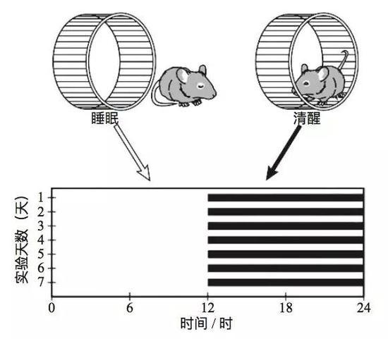 用跑轮实验检测大鼠的生物节律。每只大鼠单笼 饲养于一个放置有跑轮的鼠笼内,通过连续长时间记 录笼内轮子的转动情况,来表征动物的昼夜节律。