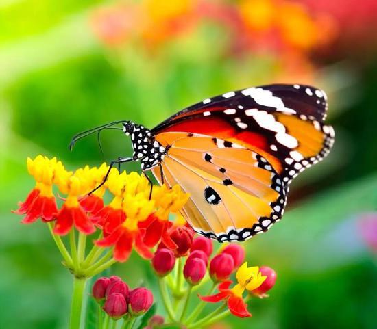 (图片来源:https://www.veer.com/photo/142399348)