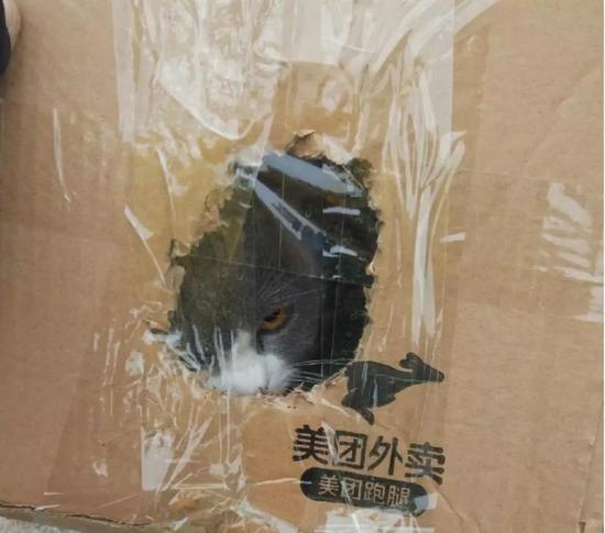 抓猫小队再次出动。小年糕你这回可跑不掉了吧?(摄于2月1日)