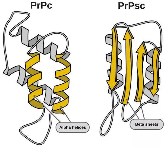 左边是“好”蛋白,右边是导致疾病的“坏”蛋白(图片来源:https://www.scienceabc.com/pure-sciences/what-are-prions.html)