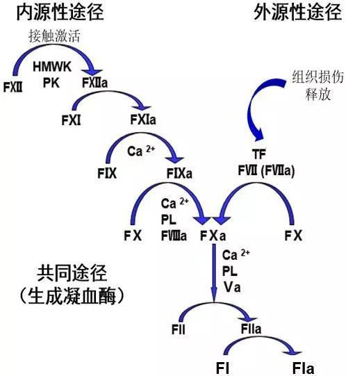 图1“凝血瀑布”,凝血因子 (下标a表示活化状态) 级联反应
