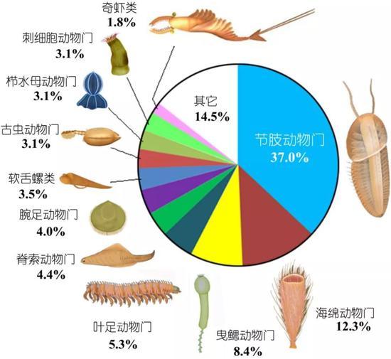 澄江动物群各门类化石数量占比,奇虾类作为顶级捕食者,数量只占了个零头(图片来源:《云南寒武纪早期澄江动物群古群落分析》 赵方臣 朱茂炎 胡世学)