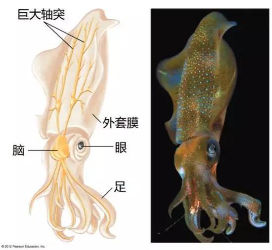 枪乌贼个体(右图)和枪乌贼的巨大轴突示意图(左图) | mun.ca/biology/