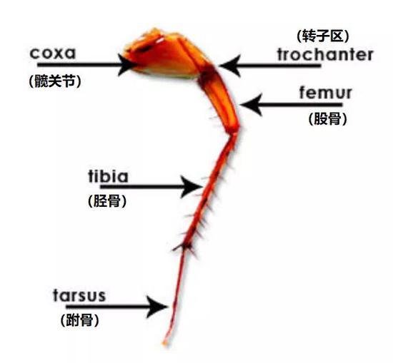 蟑螂的脚爪(图片来源:HowStuffWorks.com)