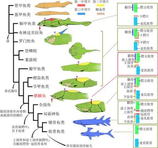 图4。 膜质颌骨从盾皮鱼类原颌模式到硬骨鱼类全颌模式的演变 (棕色:甲胄鱼;绿色:盾皮鱼)