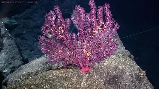 海洋所紫柳珊瑚(新种)Victorgorgia iocasica sp。 nov。