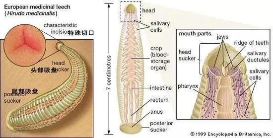 当我们受伤出血时,血液中的血小板就会释放出凝血酶。