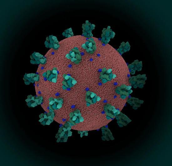 SARS-CoV-2冠状病毒 (图片来源:https://www.rcsb.org/)