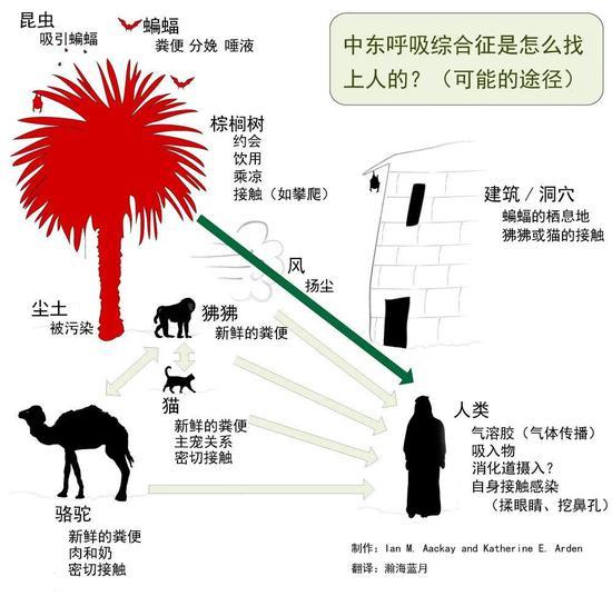 图3。 MERS病毒由蝙蝠传播到人的各种途径 | 图片来源于网络