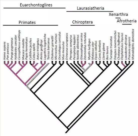 · 系统发生树,只有红色的会来大姨妈。图片来源:(Macklon and Brosens 2014)