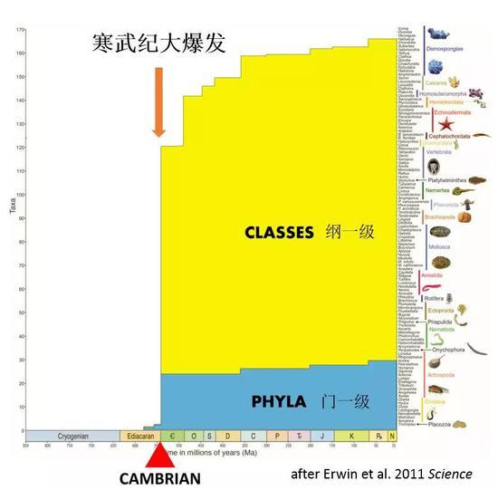寒武纪大爆发的盛况(图片来源:改自Science)